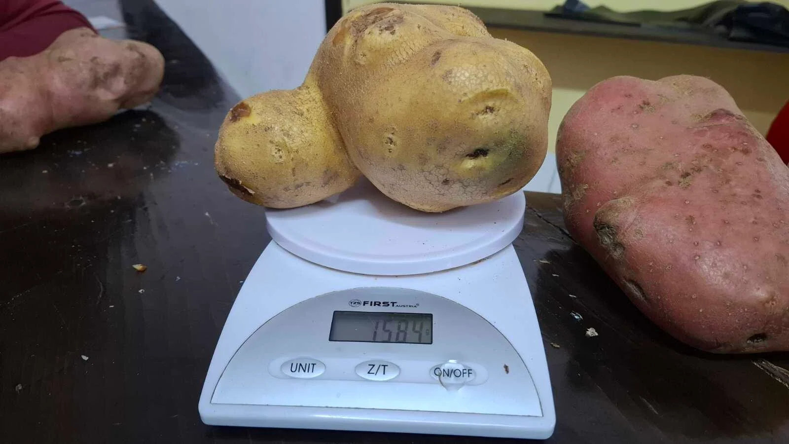 Krompir težak 1.584 grama odnio prvo mjesto